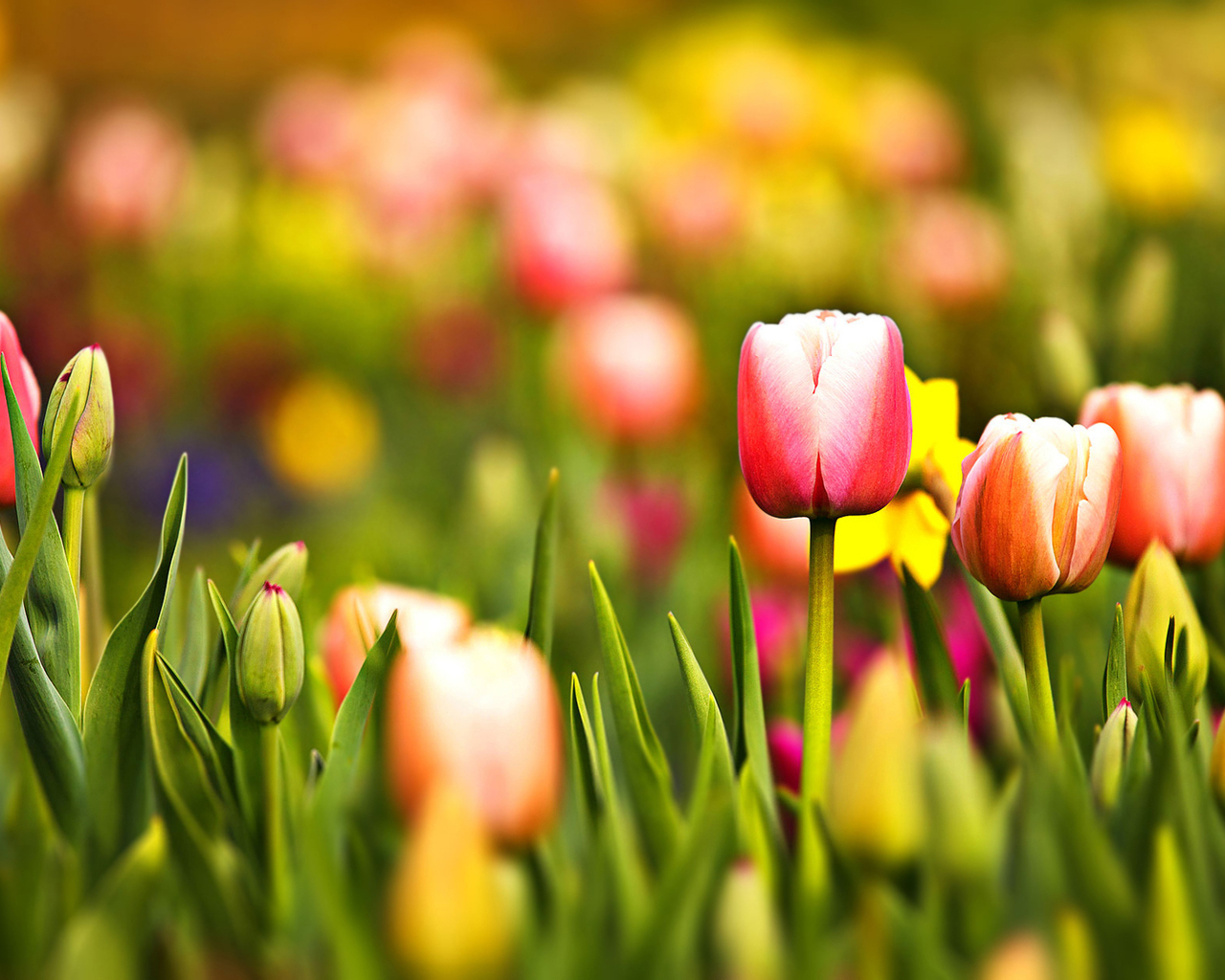 Цветущие тюльпаны