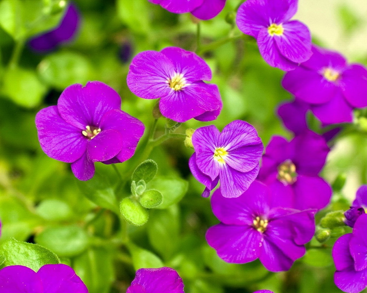 Яркие соцветия