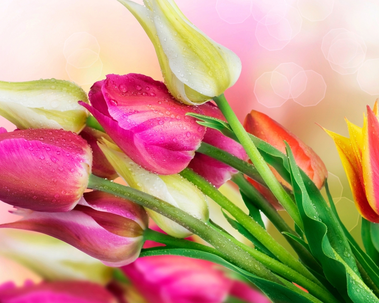 Весенние тюльпаны