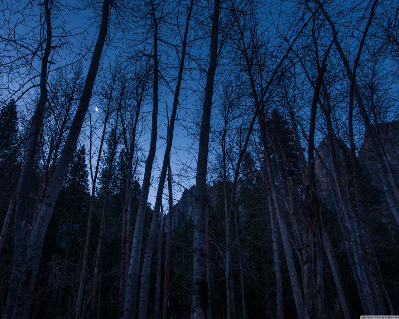 Наступление ночи в лесу