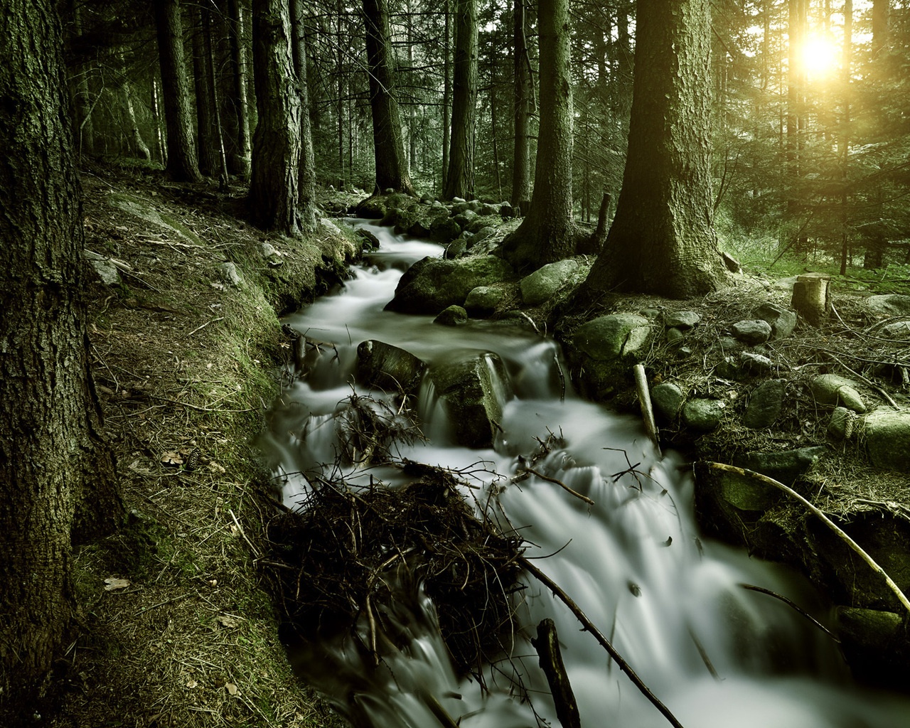 Лесной ручей