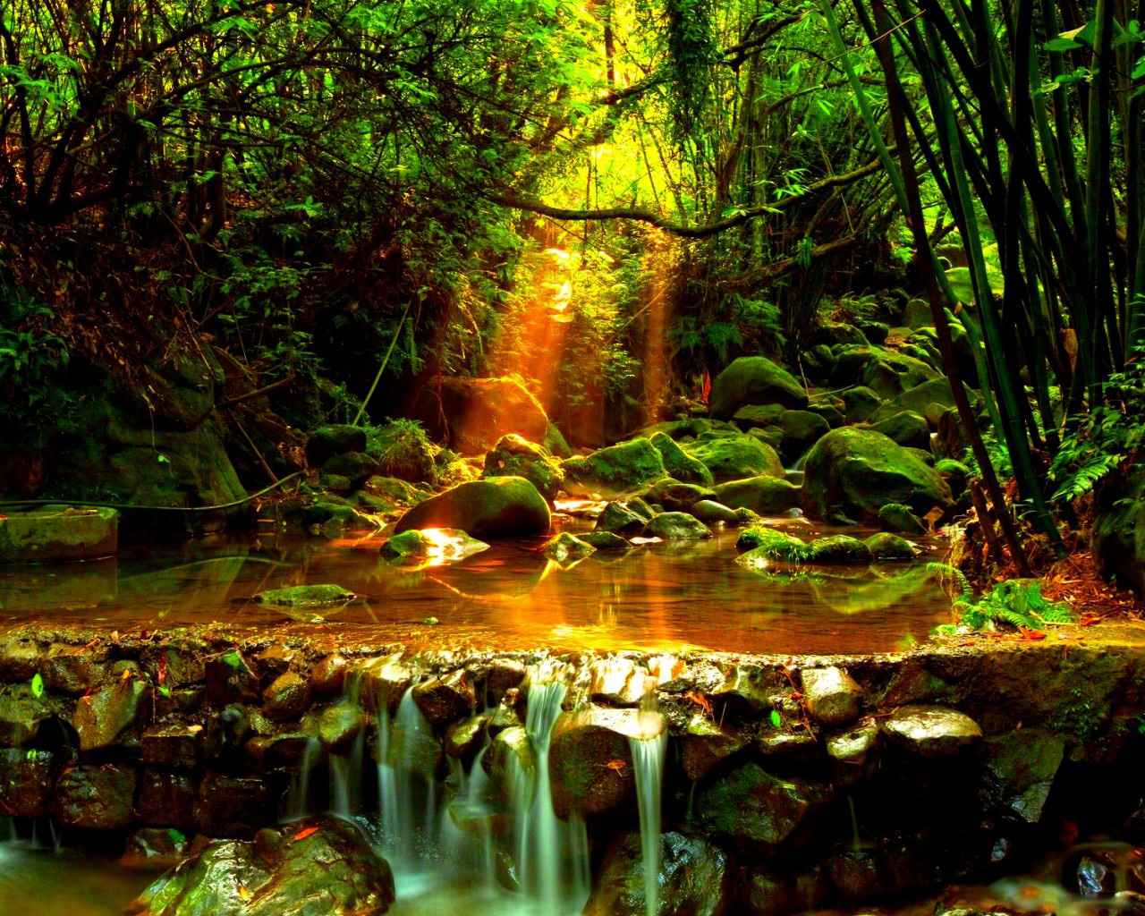 Лесной ручей