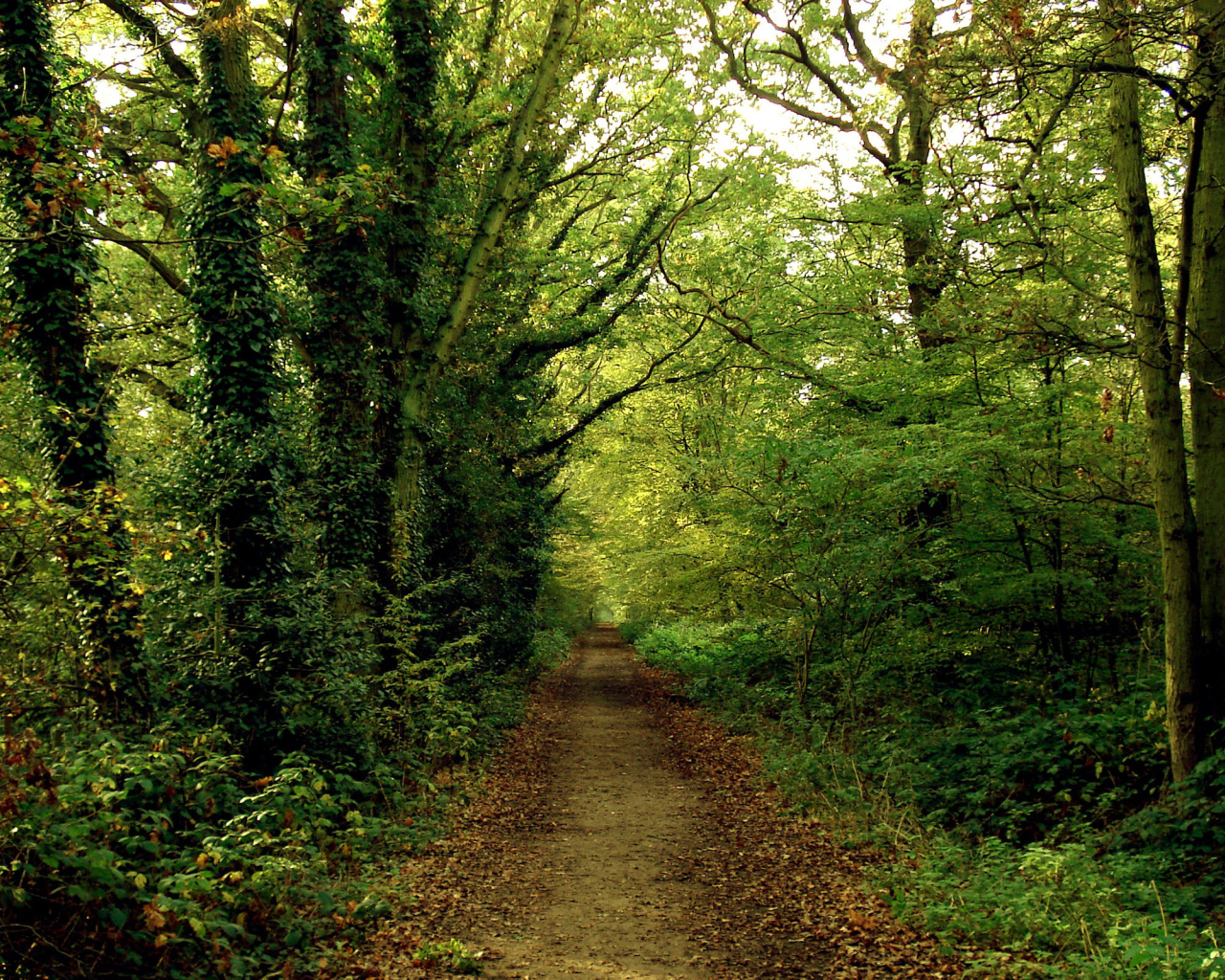 Тропинка в зеленом лесу
