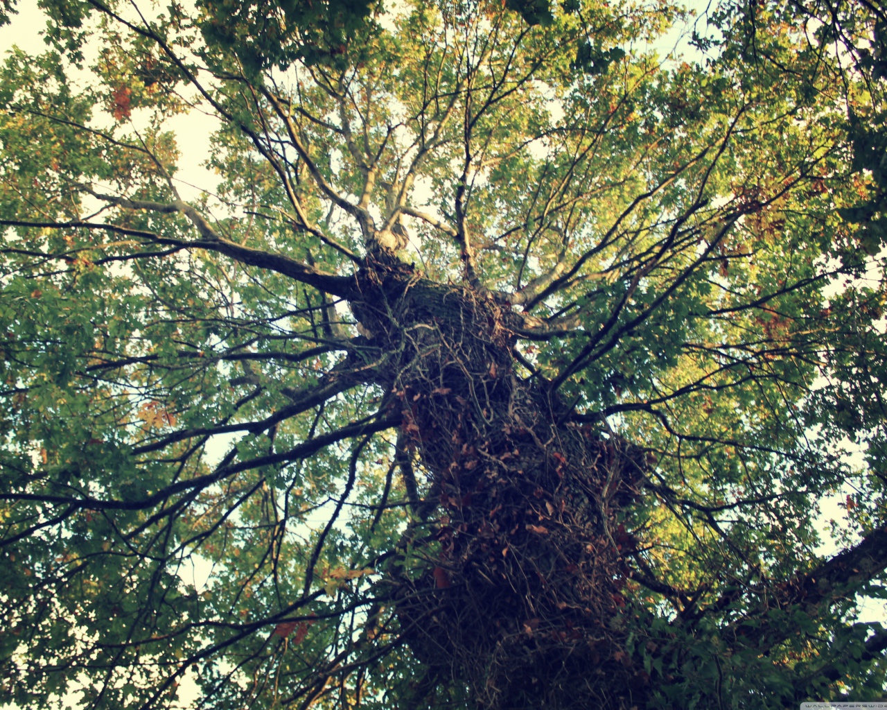 Крепкое дерево