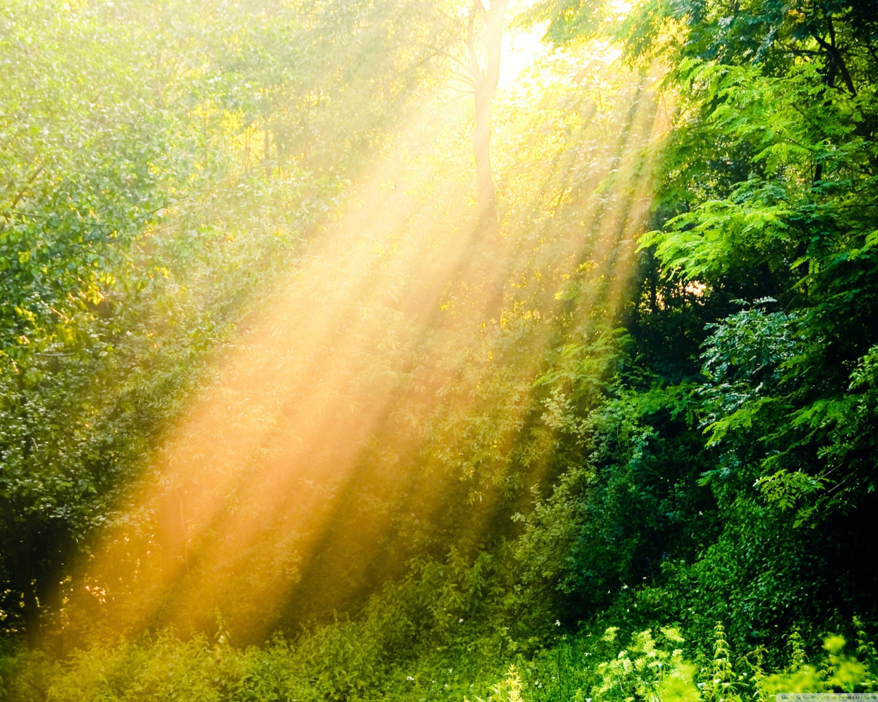 Лучи солнца в лесу
