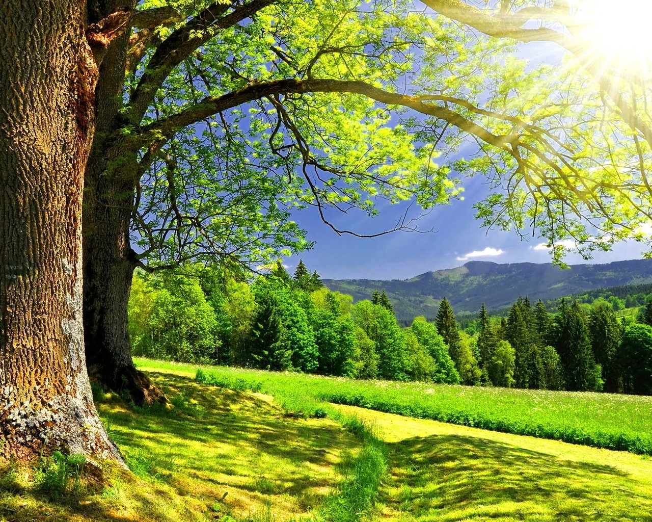 Солнце светит