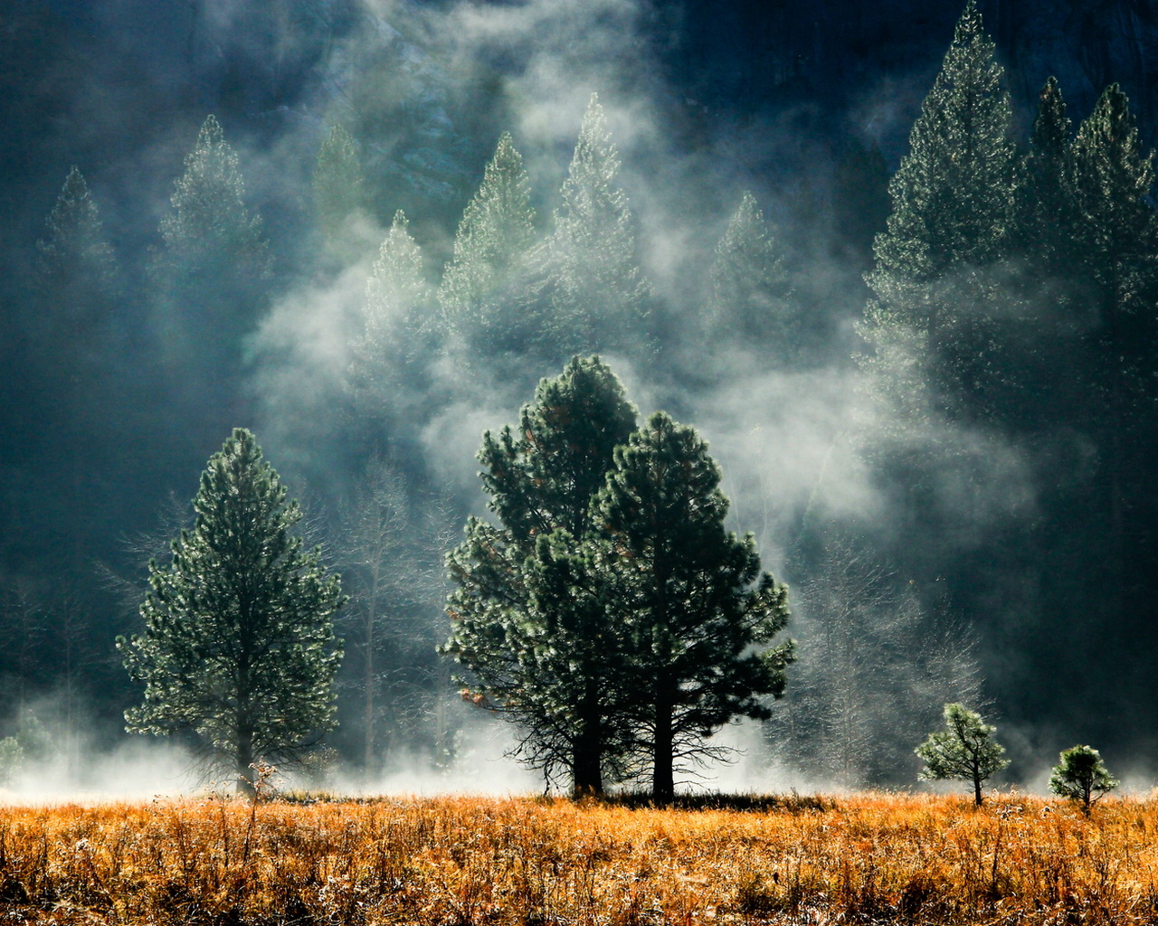 Лес в тумане