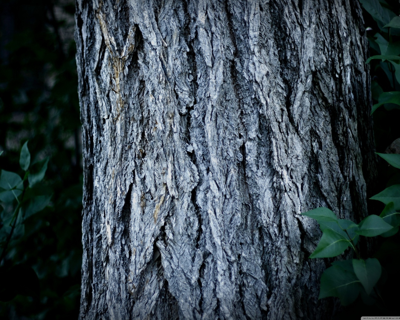 Ствол дерева