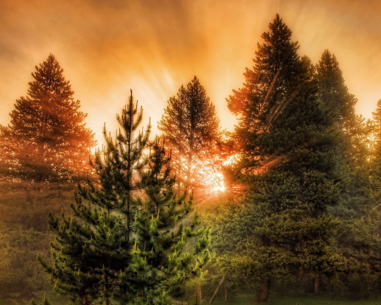 Хвойный лес