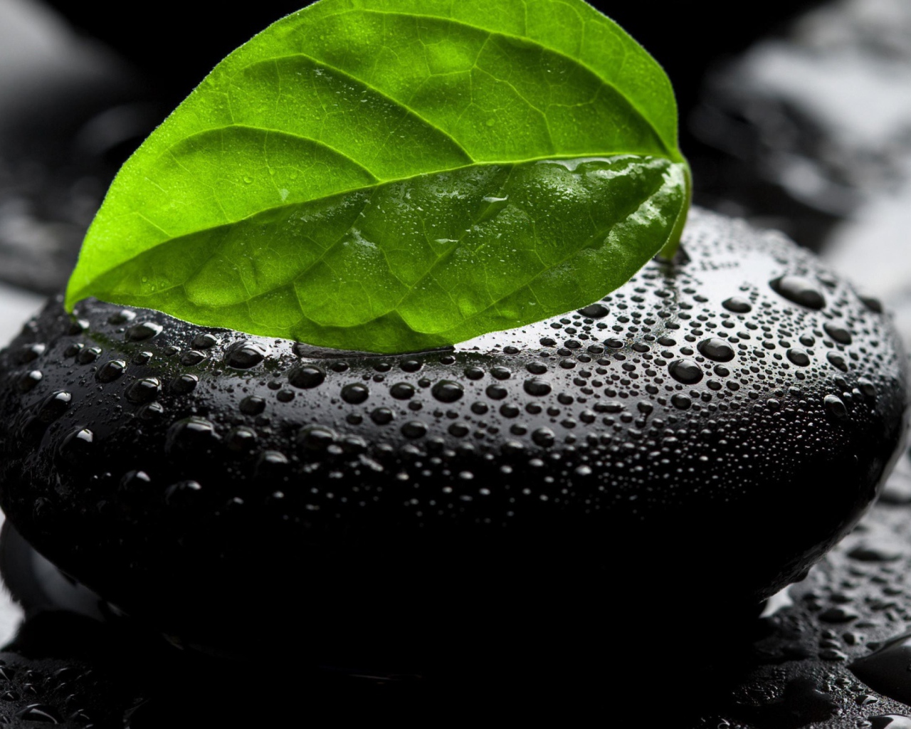 Мокрый камень