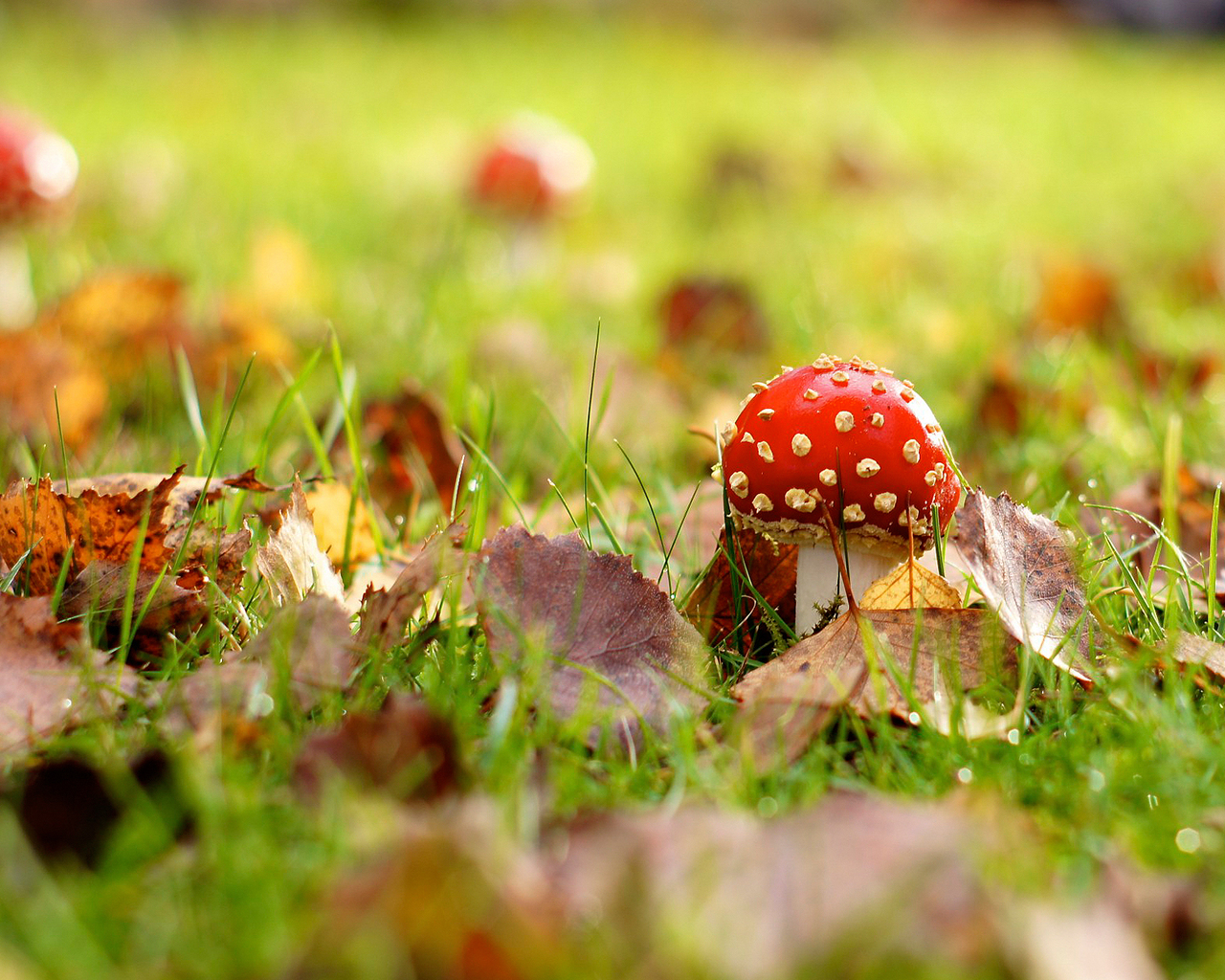 Мухомор на поляне