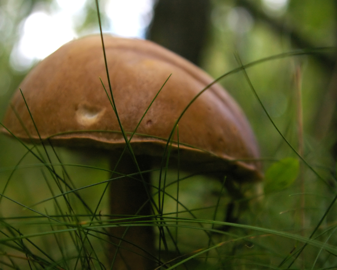 гриб Подберезовик