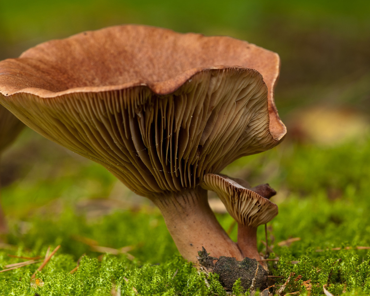 Гриб среди мха