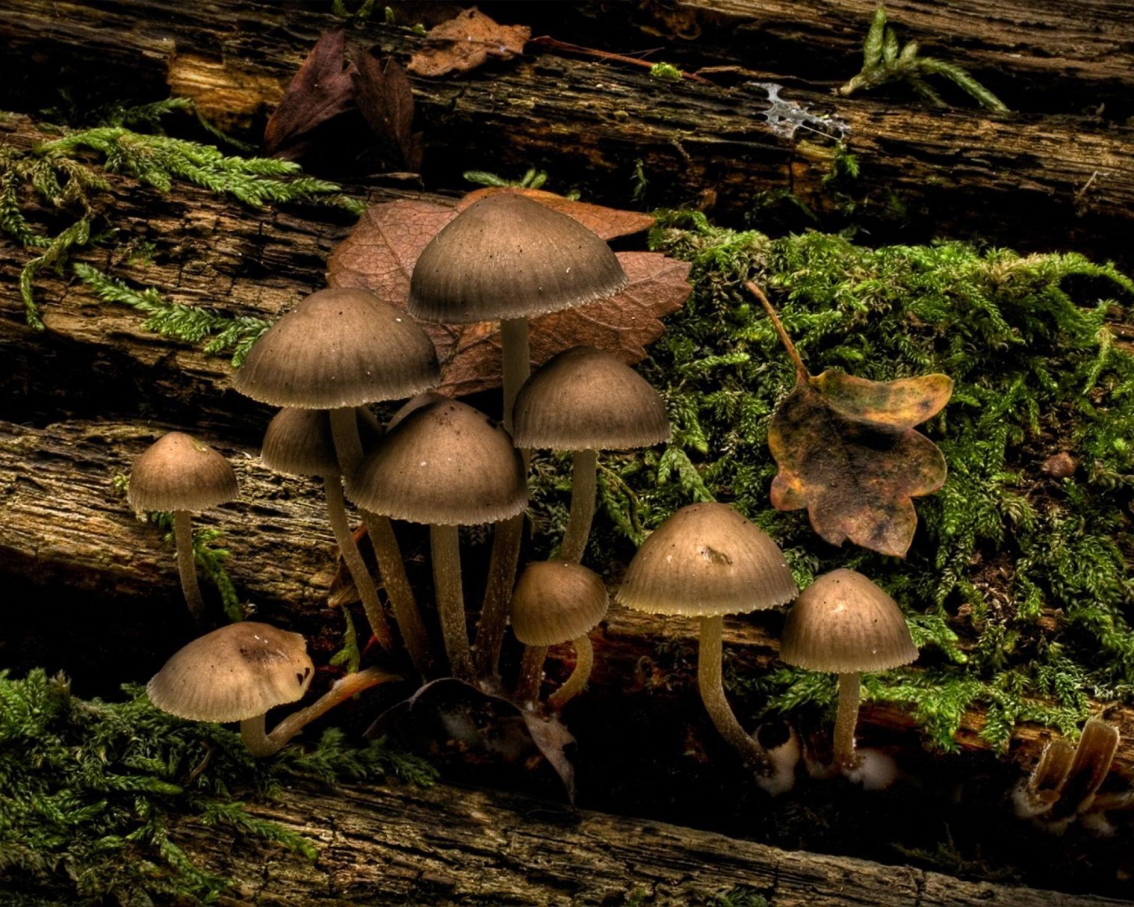 Гриб на дереве