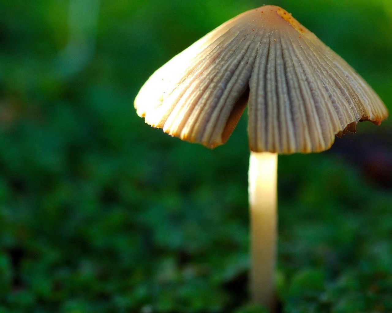 Гриб в лесу