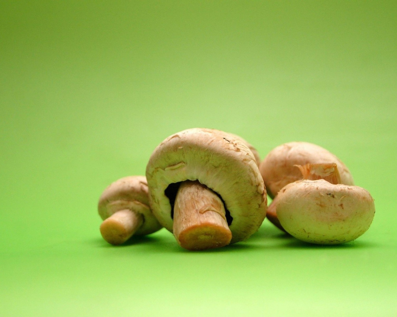 Грибы на зеленом фоне