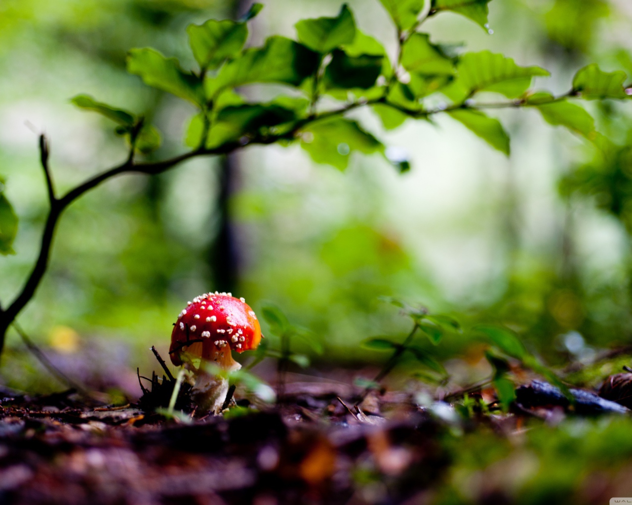 Красный грибочек