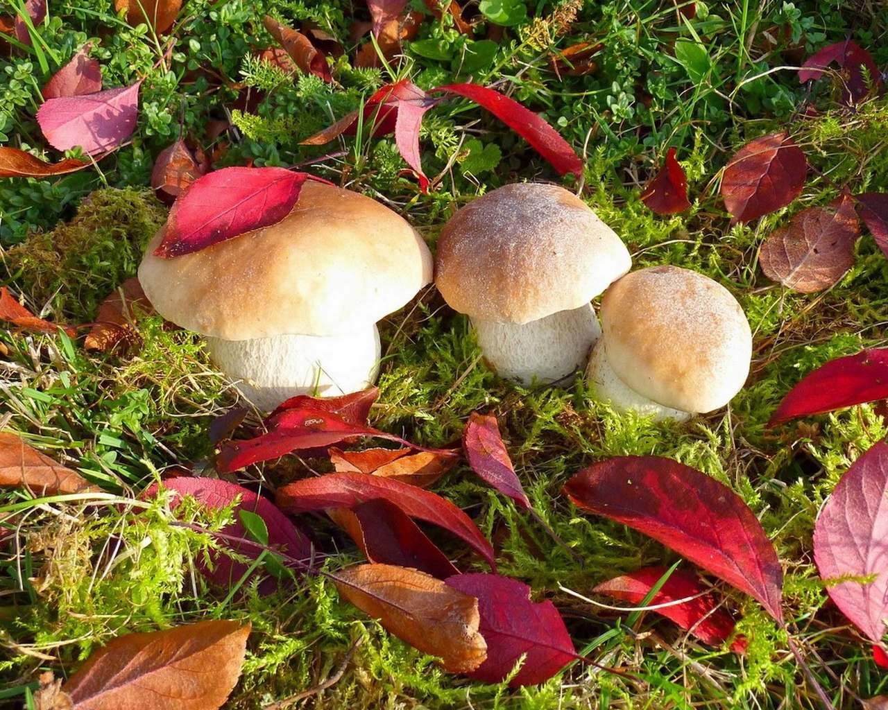 Грибы белые