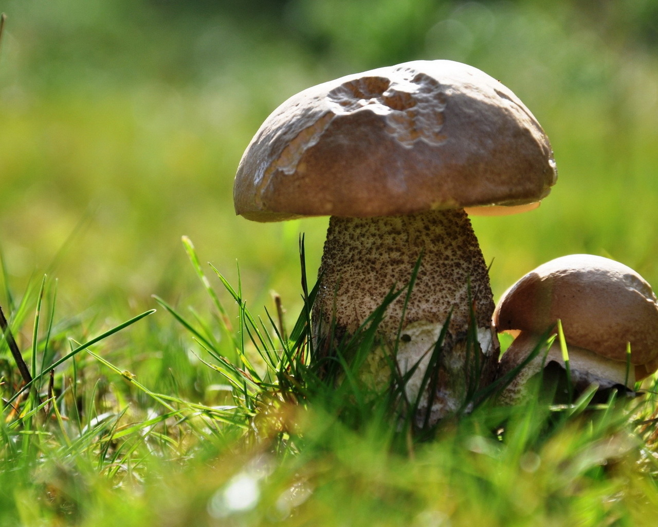 Два подберезовика