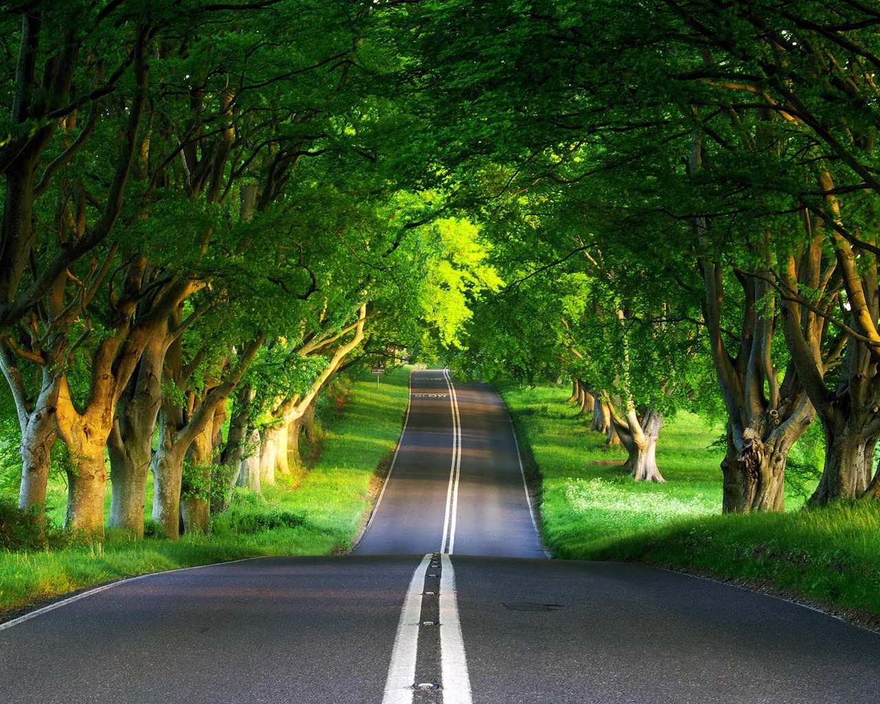 Зеленая дорога