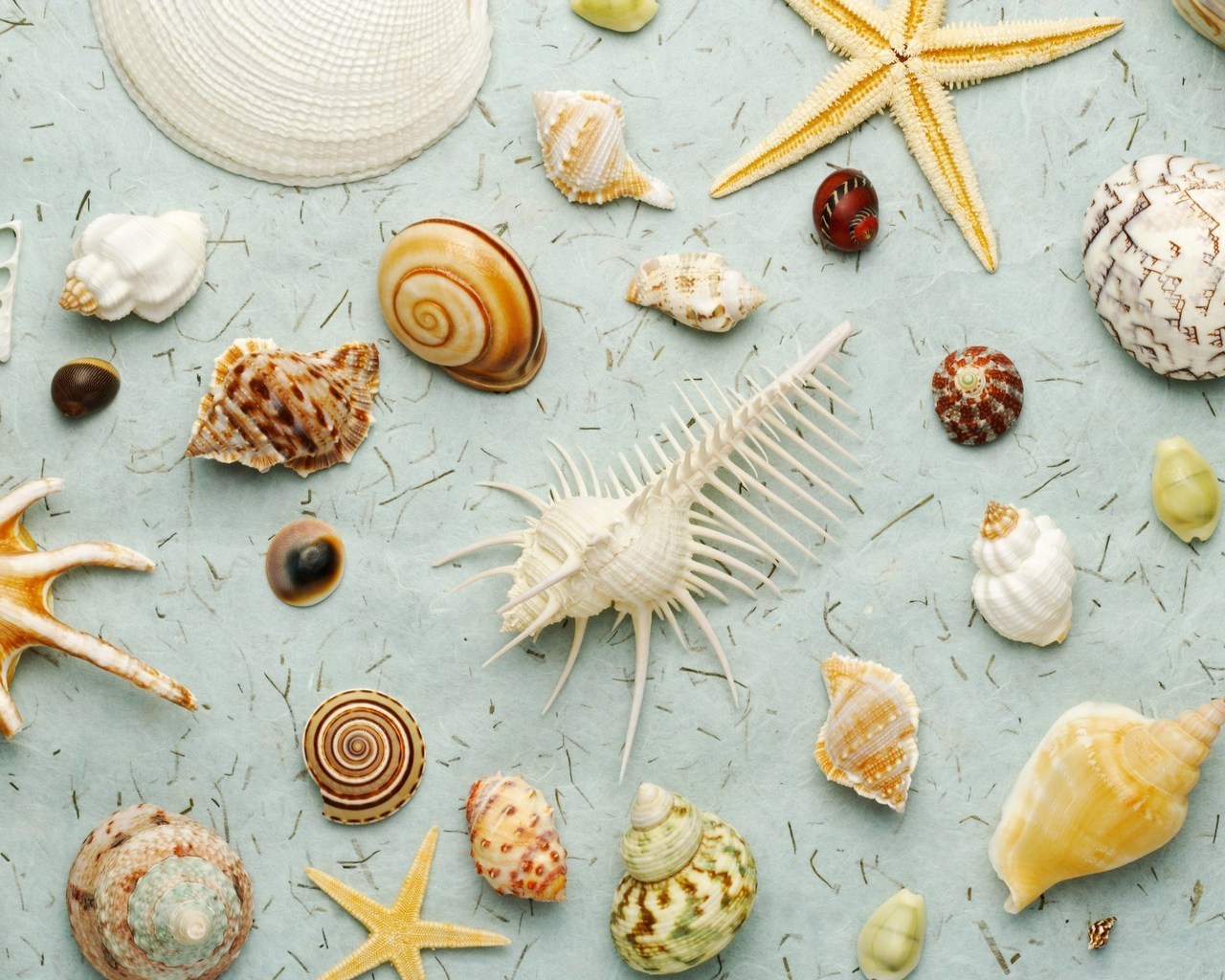 Много ракушек