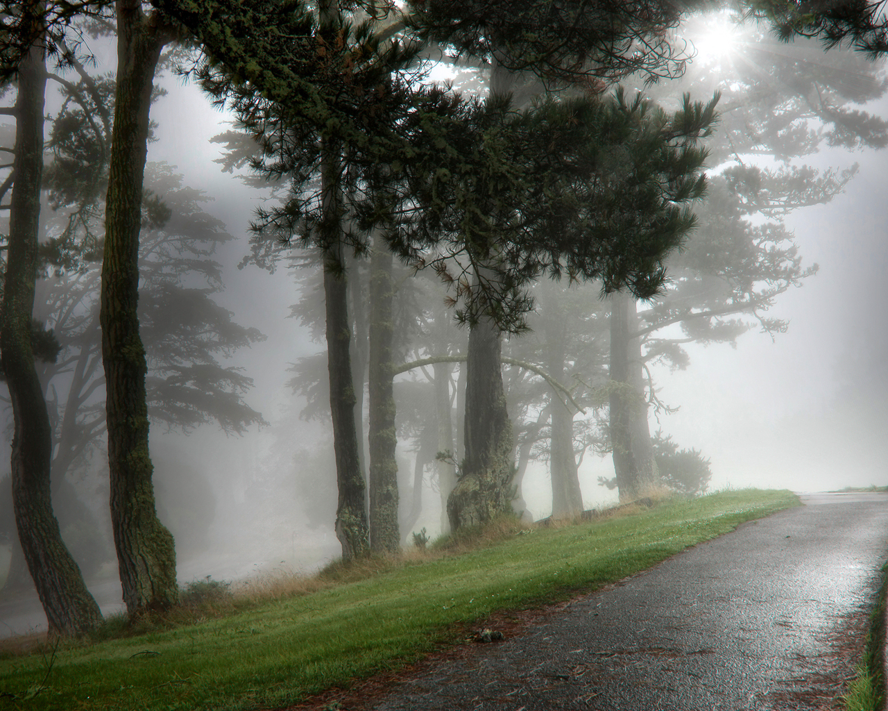 Парк в тумане