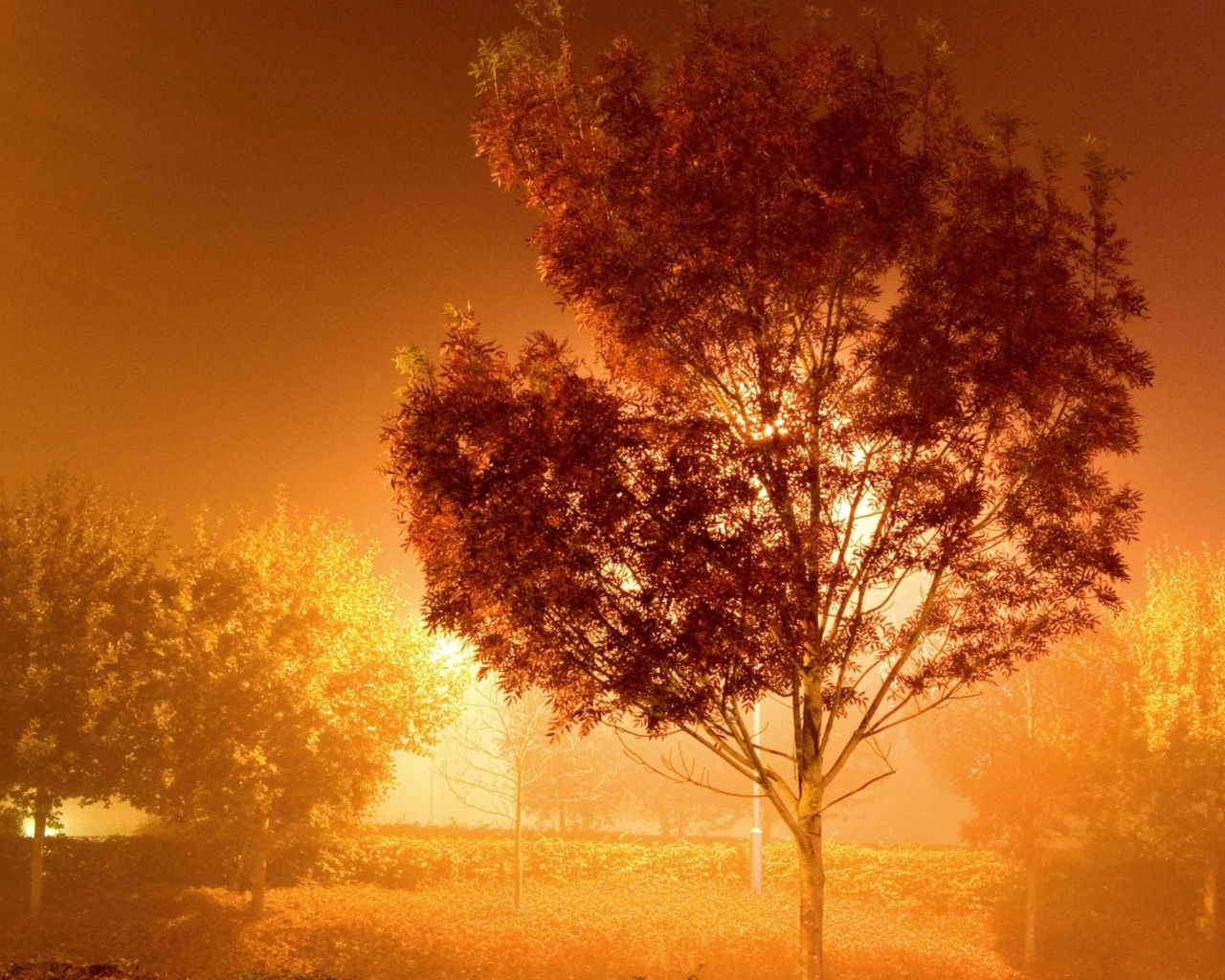 Дерево у фонаря