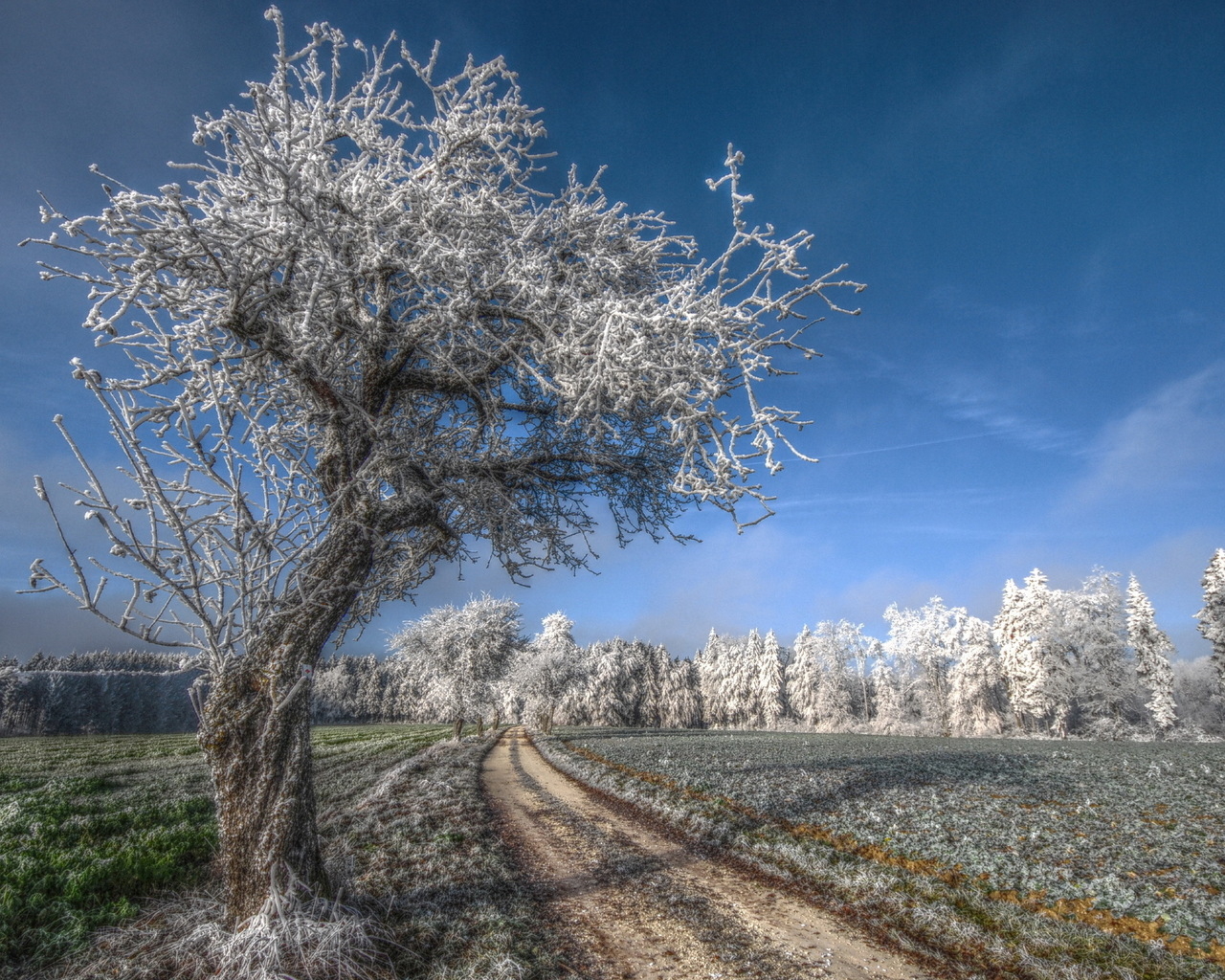 Деревья под инеем