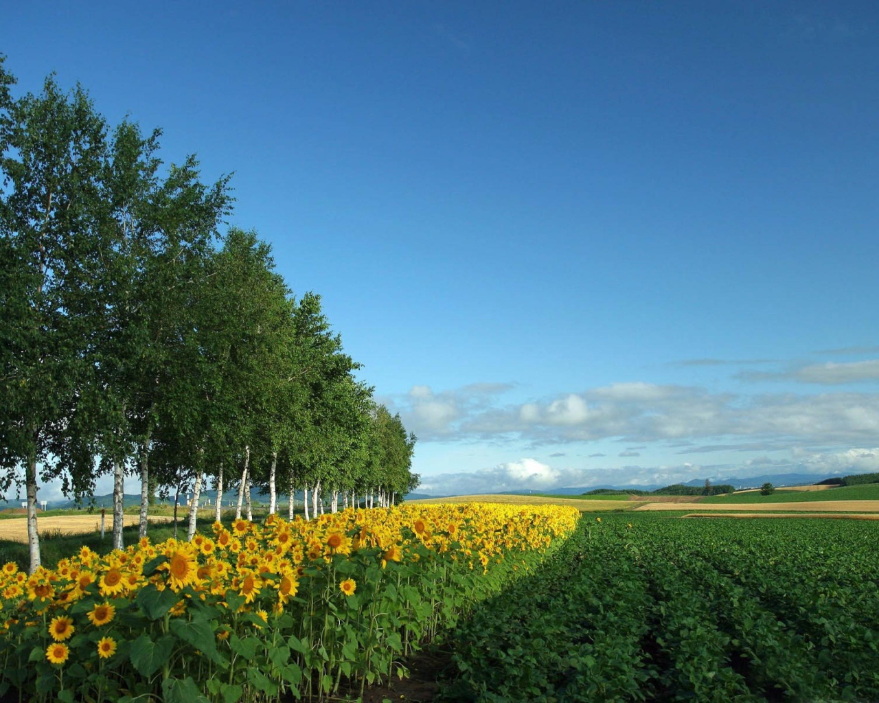 Поле подсолнухов