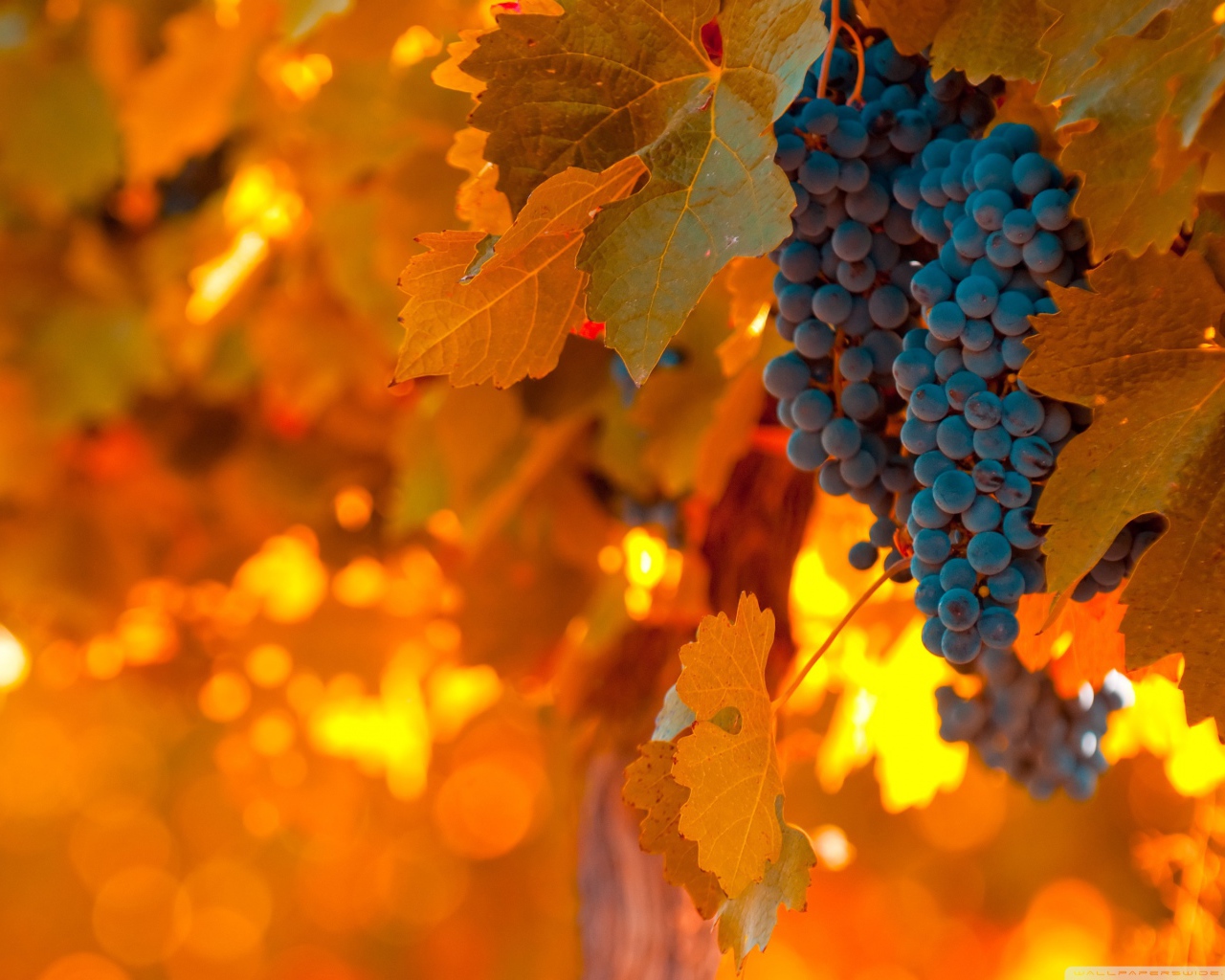 Виноград и листва