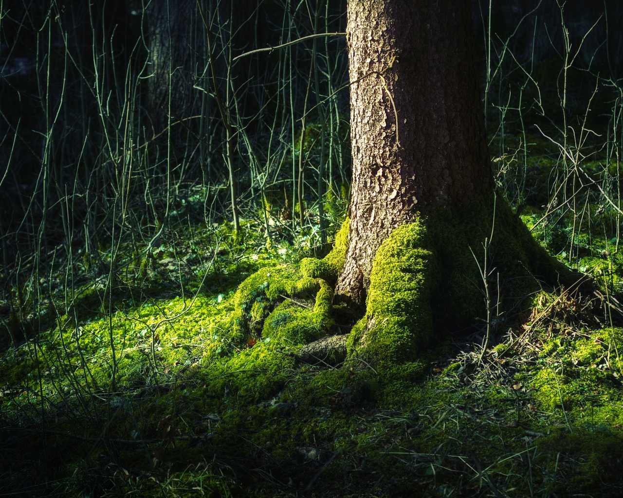 Мох на дереве