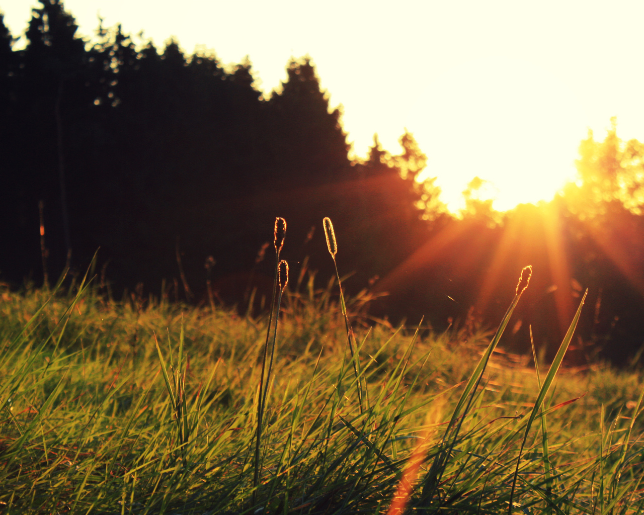Трава на солнце