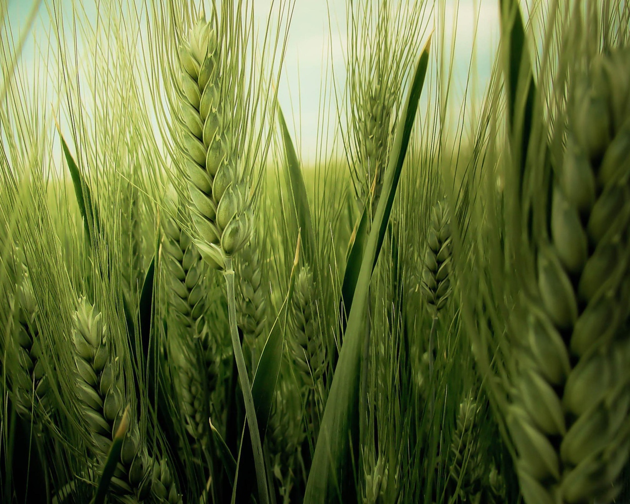 Колос пшеницы