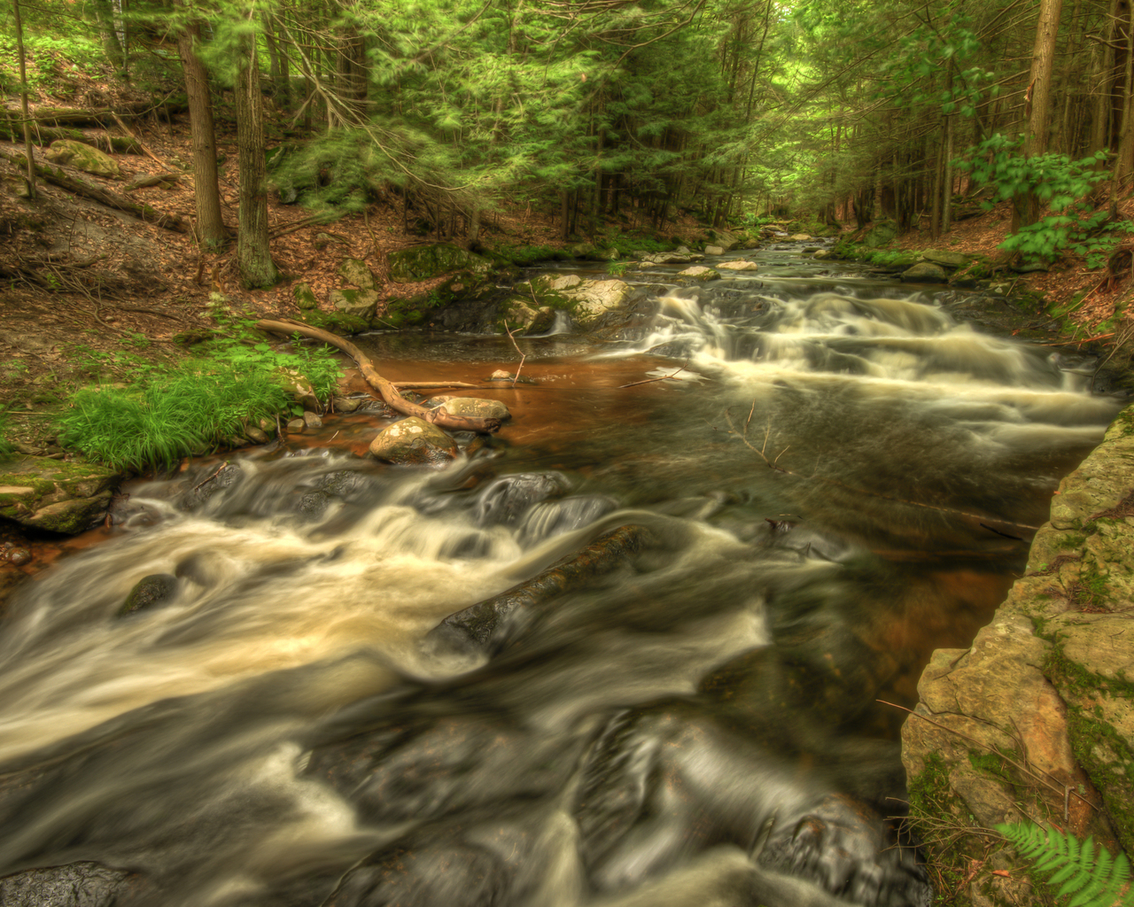 Речка в лесу