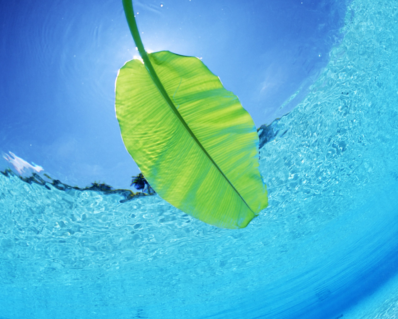 Листок на воде