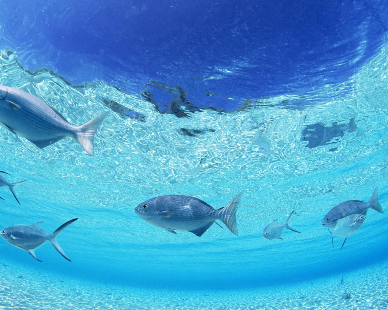 Морское дно