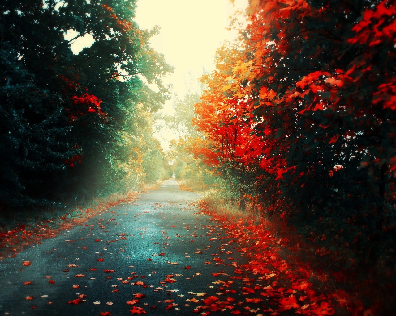 Fallen leaves on the road
