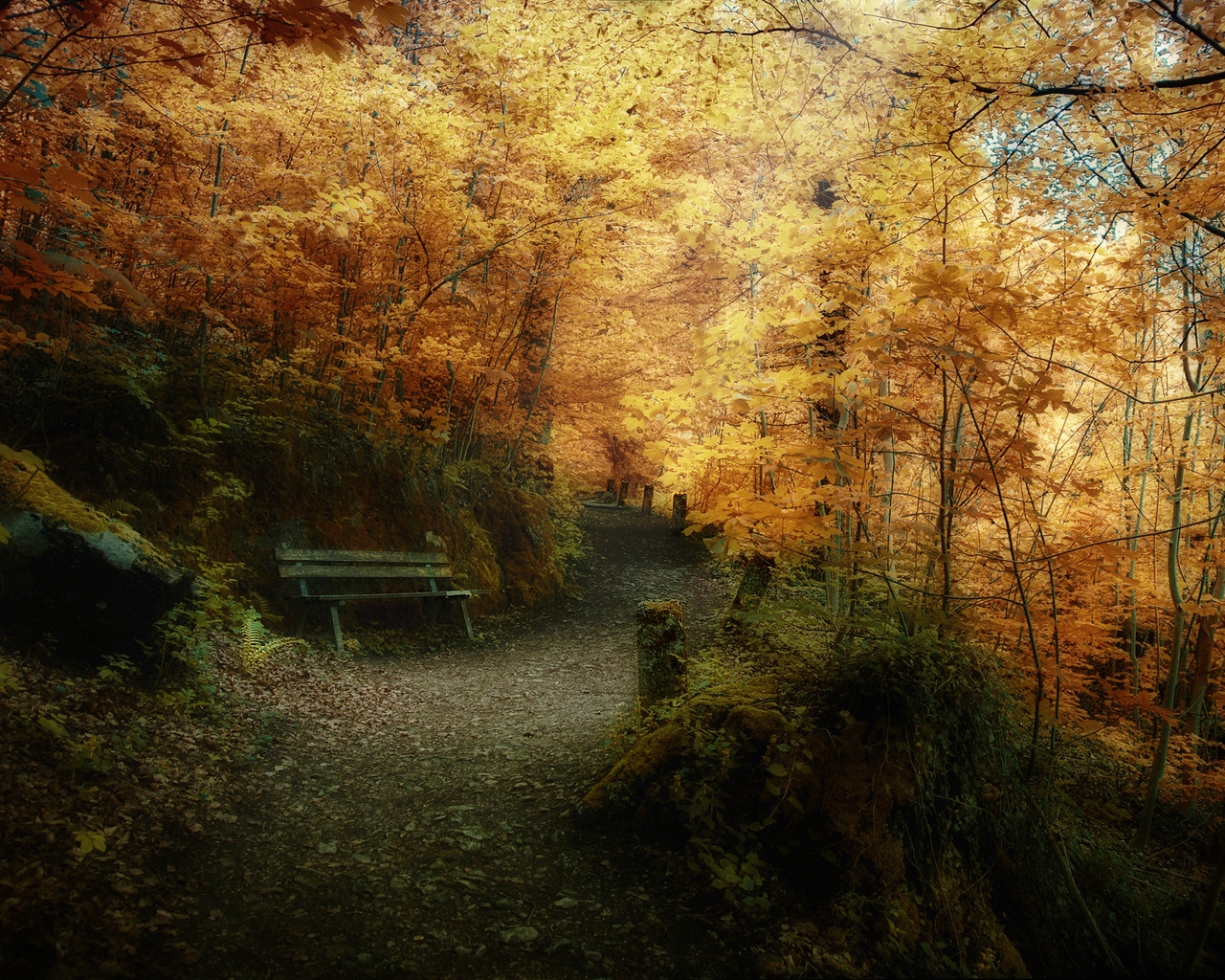 Pathway in autumn forest