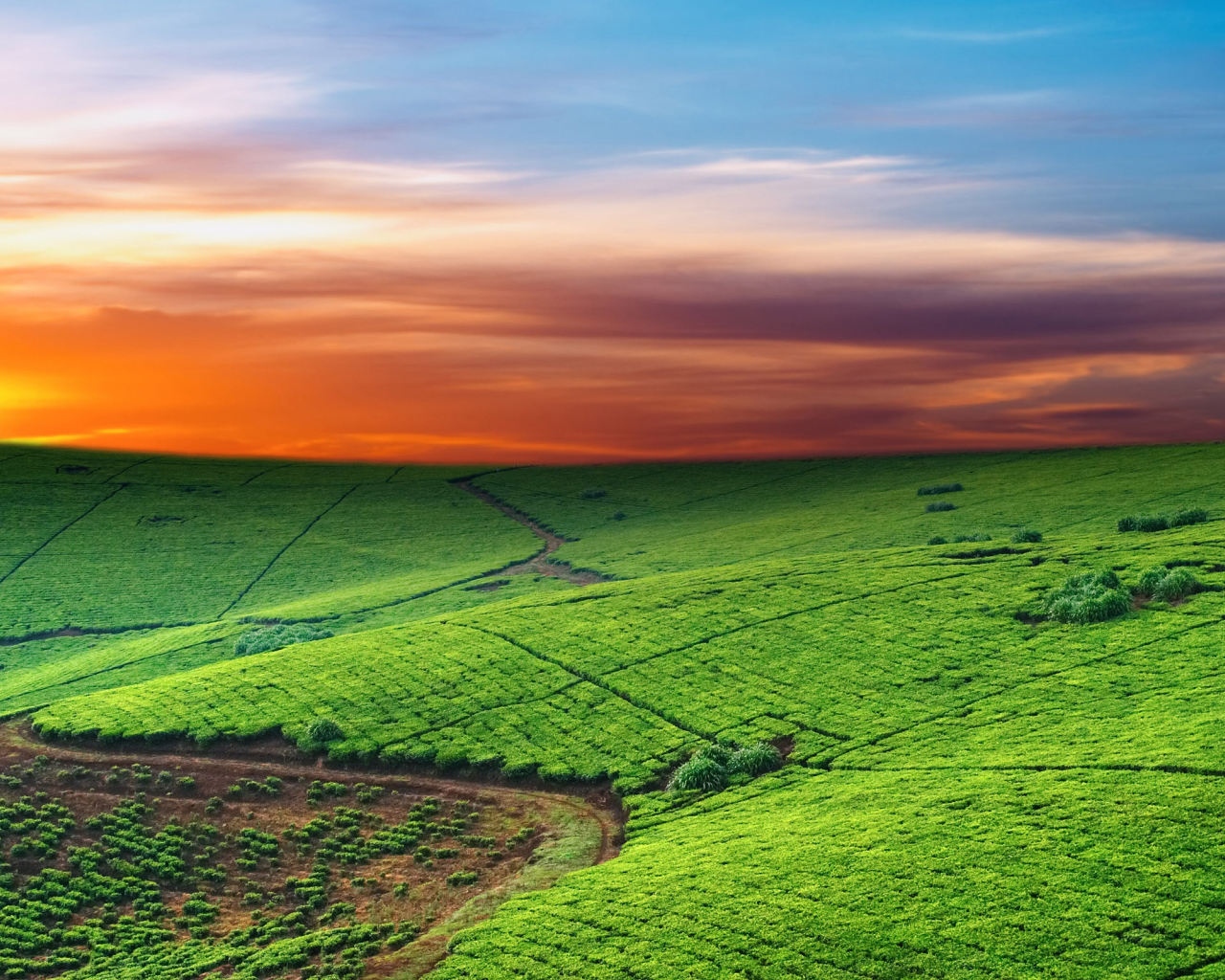 Зеленые пастбища на закате