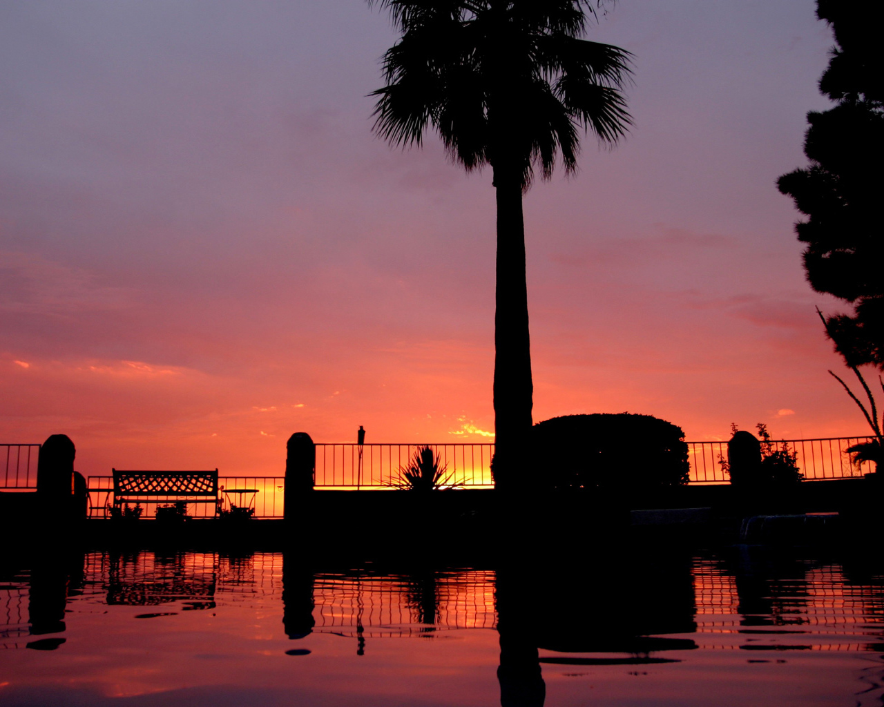 Закат и пальмы