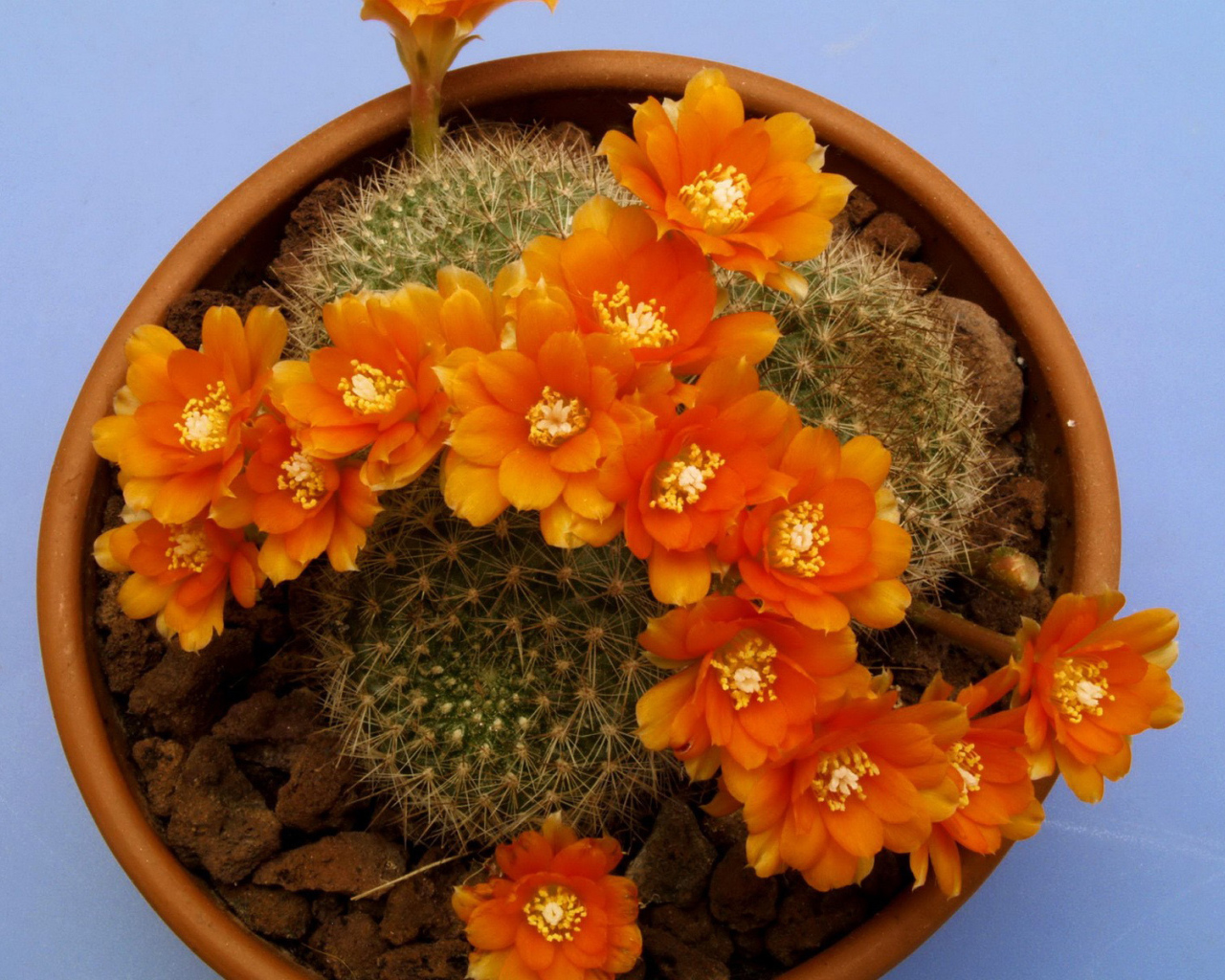 Кактус цветущий