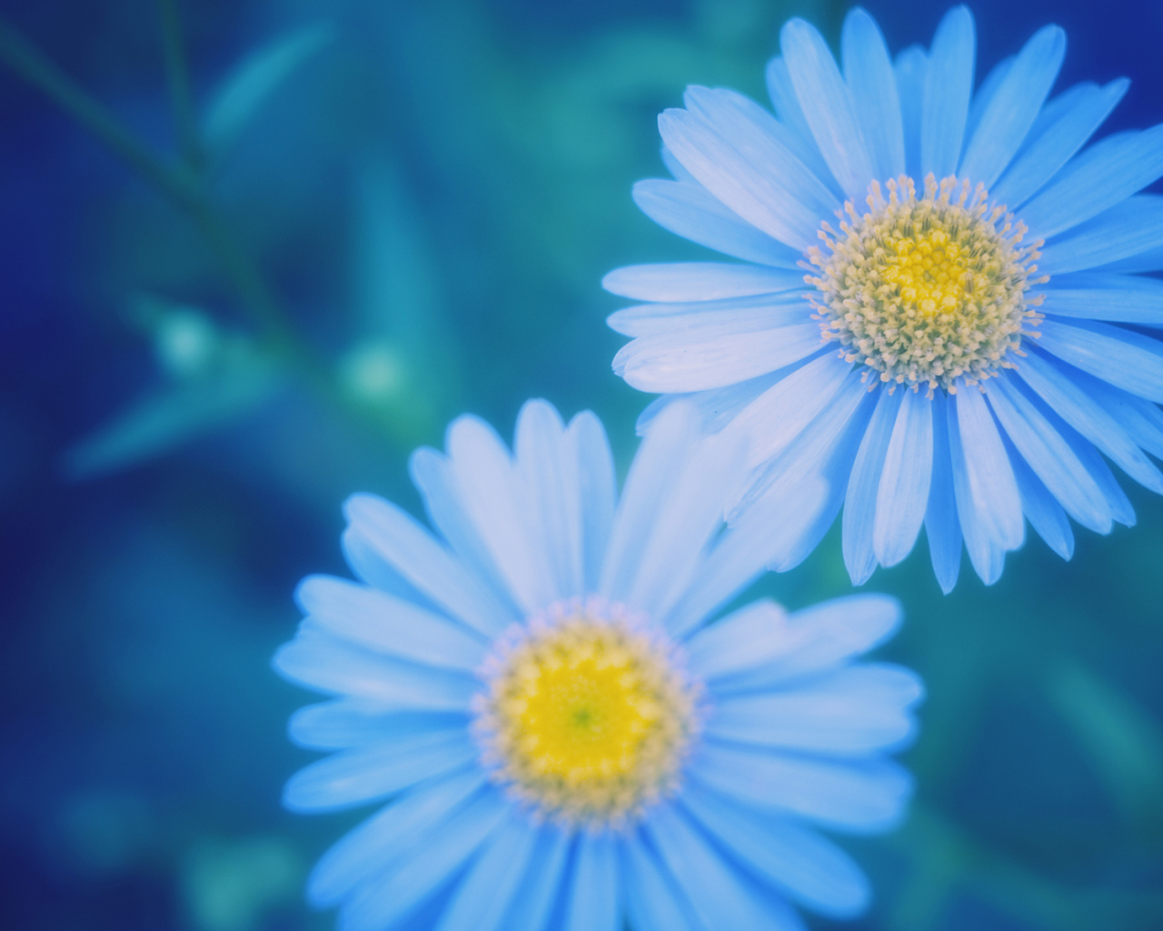 Маргаритки