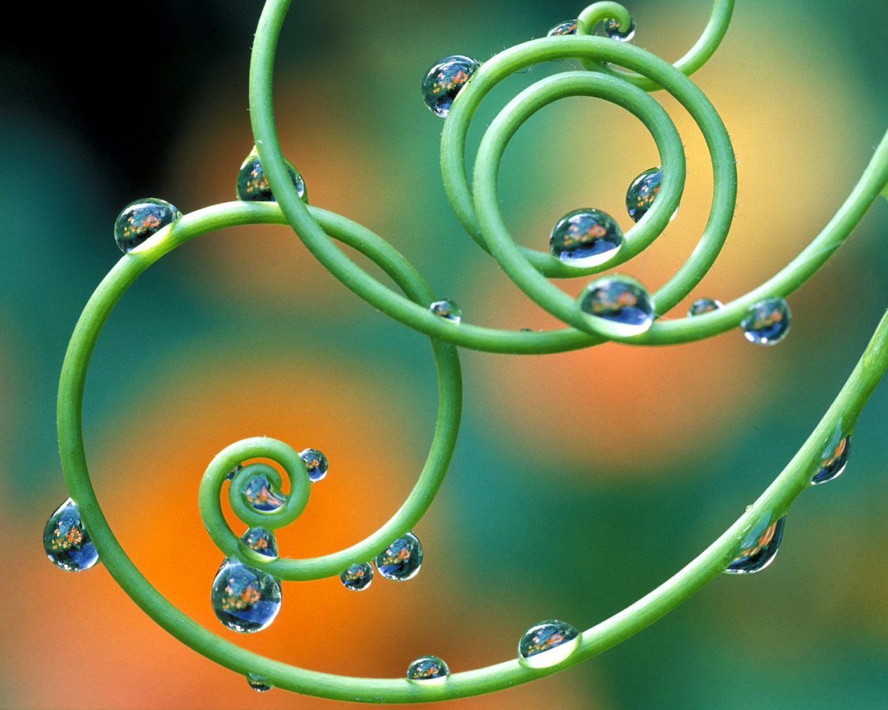 Капельки росы