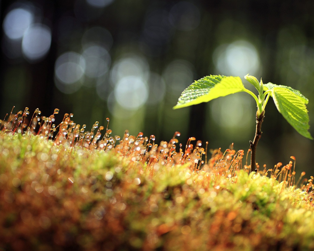 Утренний мох