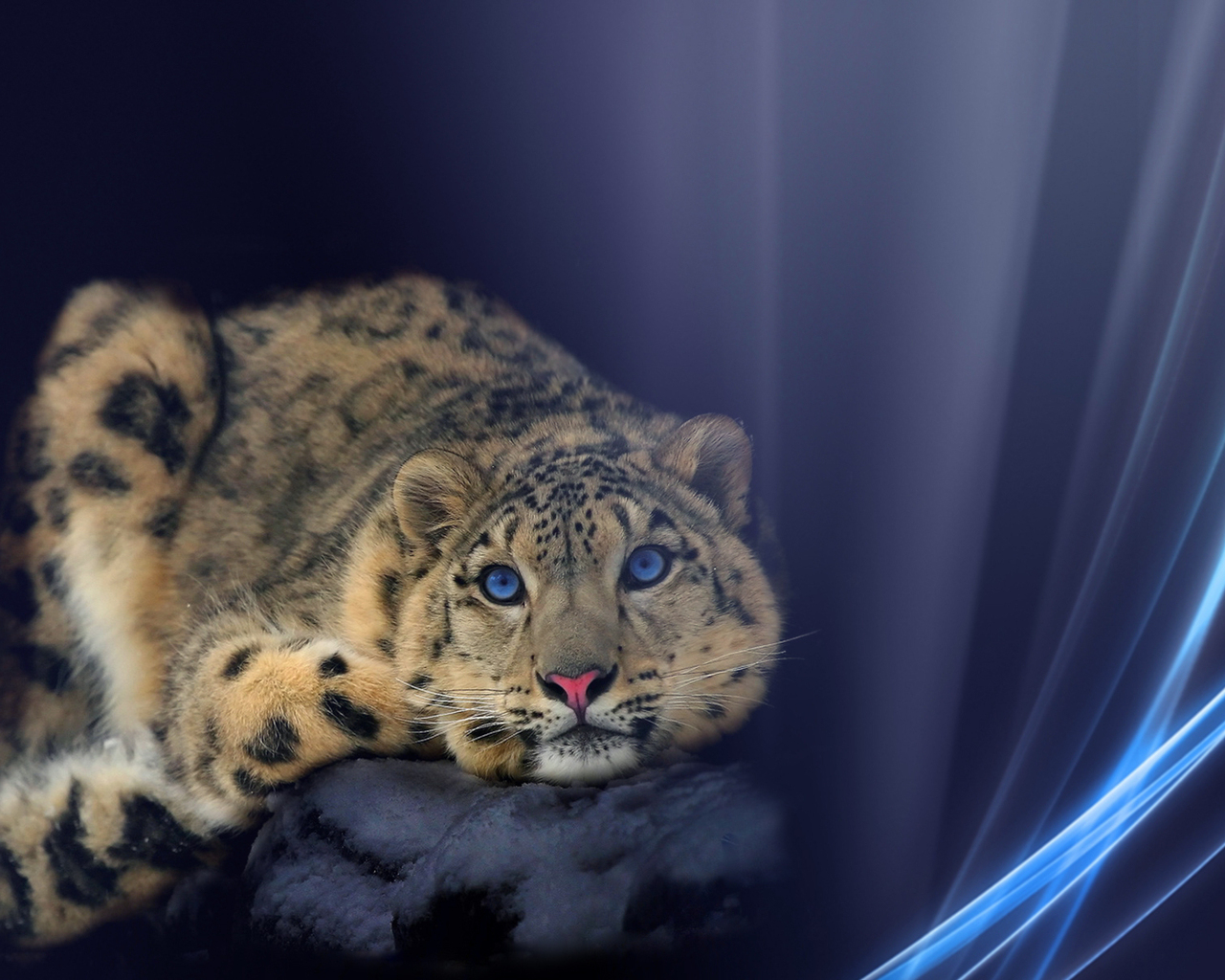 Снежный барс