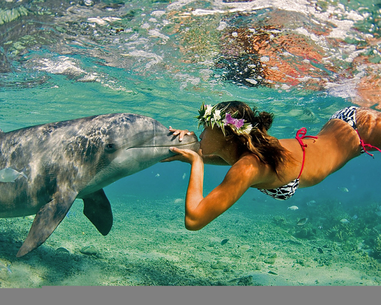 Поцелуй дельфина