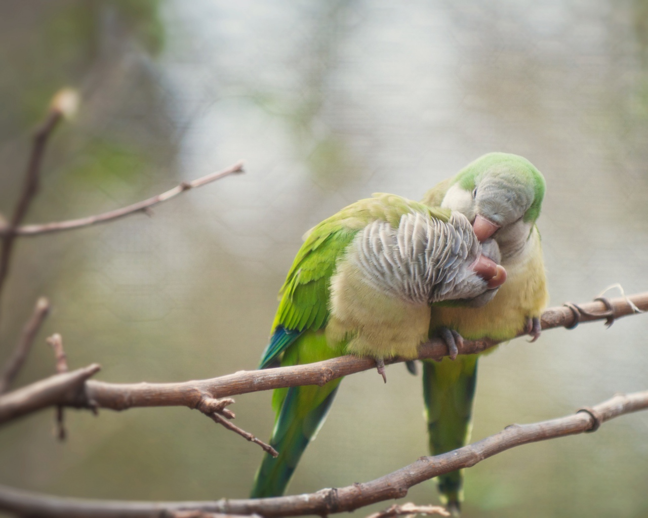Птичья любовь