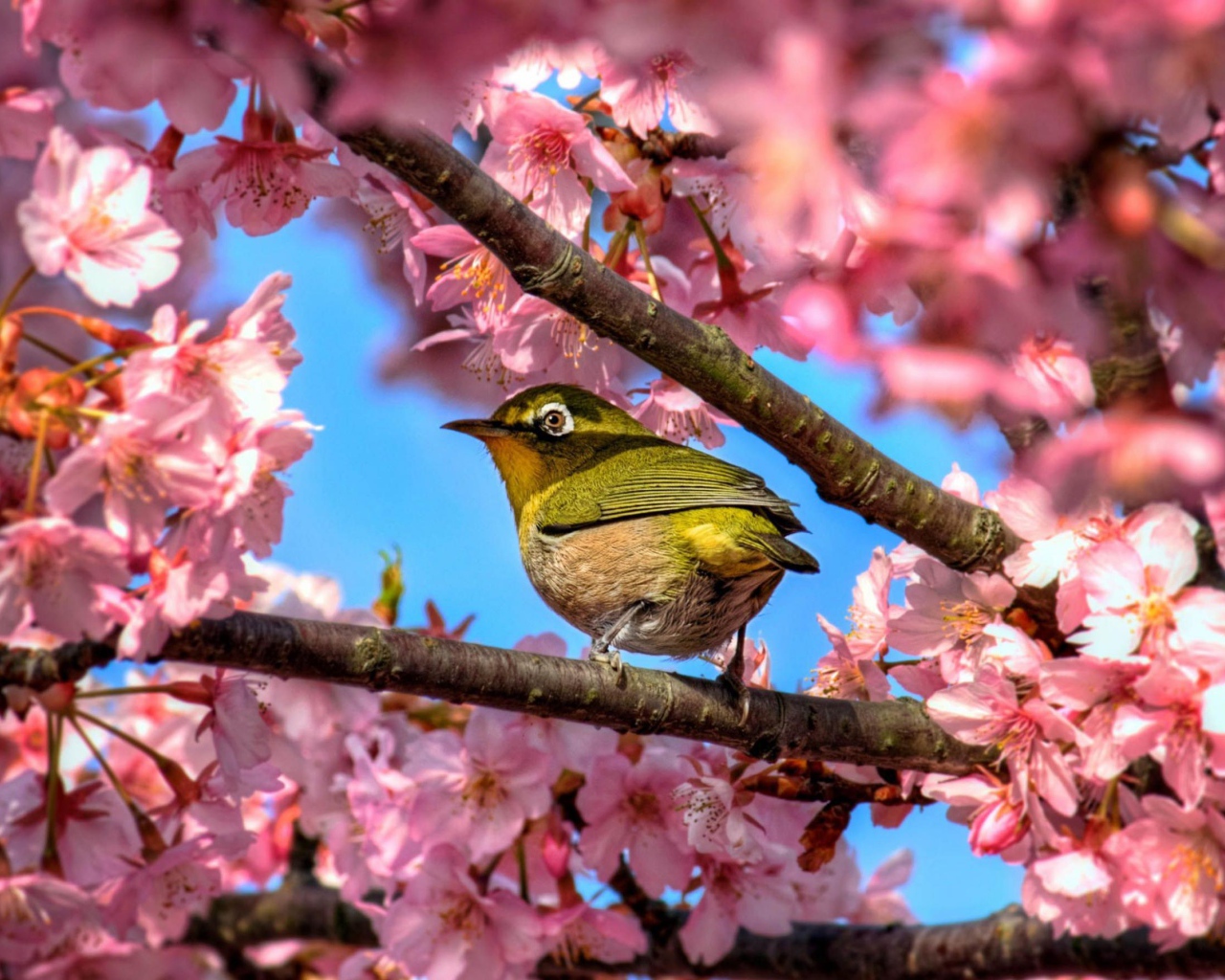 Птичка в сакуре