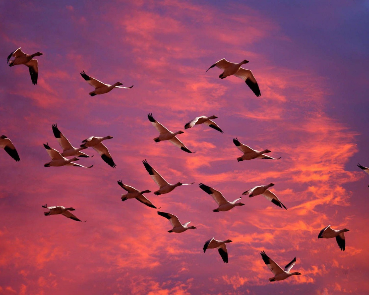 Птицы летят в теплые края