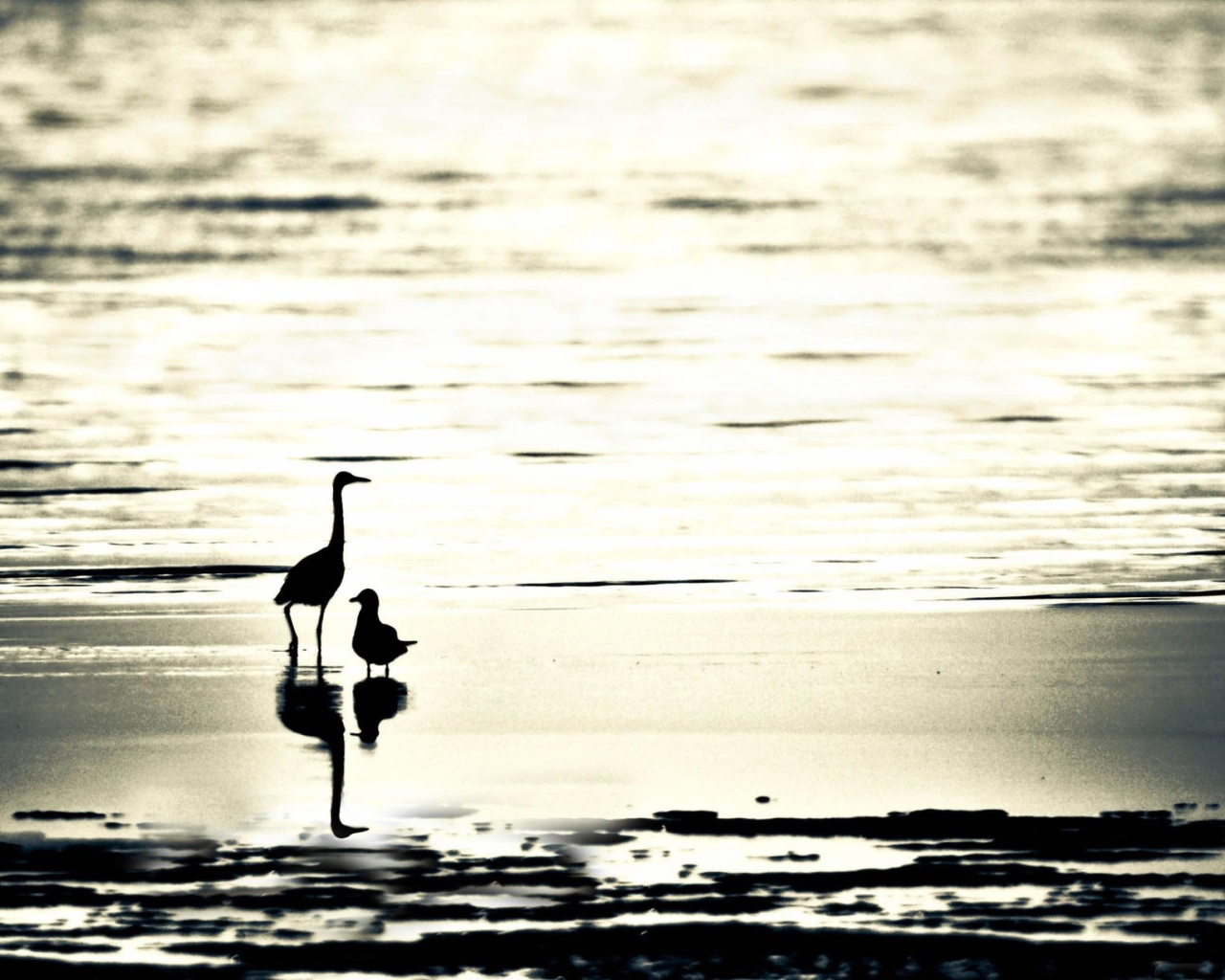 Птицы на пляже